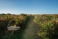 Dunes/Beach Access