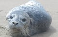 37 - Baby Seal near ORC