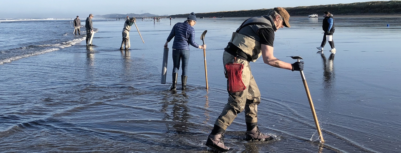 Clam digging on the Oregon Coast