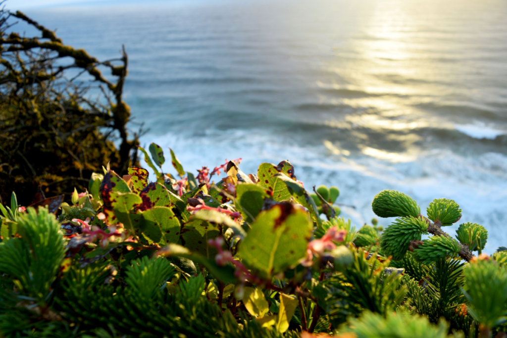 Springtime on the Oregon Coast! 